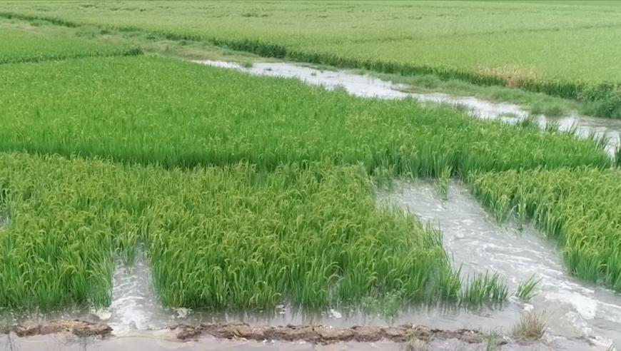 梅婷家庭剧统治区,神算子一肖免费,决策资料解释落实_精英版V5.71